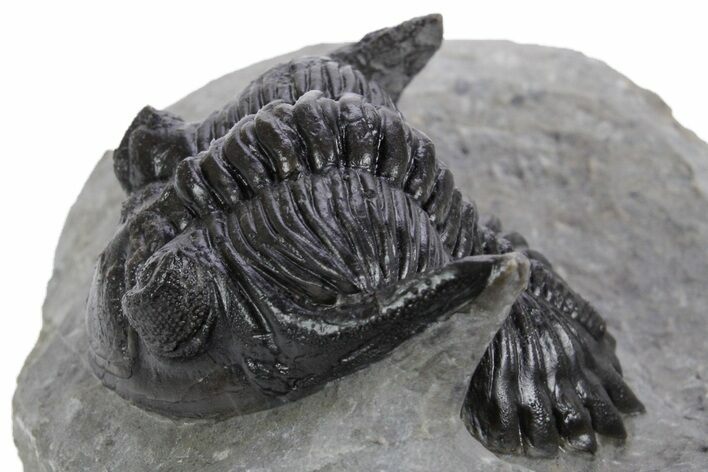 Detailed Hollardops Trilobite Fossil - Excellent Eyes #359502
